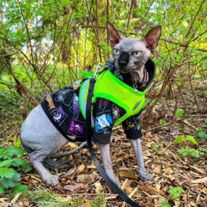 Supet Car Harness Review